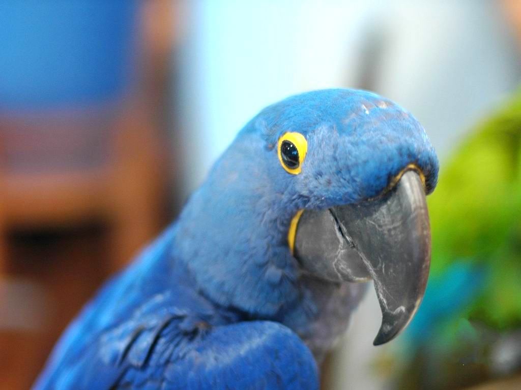 http://onlypet.persiangig.com/images/parrot-picture/parrot-large/parrot%207.jpg